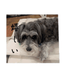 いつも可愛い私の愛犬（個別スタンプ：37）