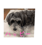 いつも可愛い私の愛犬（個別スタンプ：38）