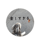 いつも可愛い私の愛犬（個別スタンプ：39）