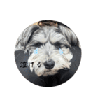 いつも可愛い私の愛犬（個別スタンプ：40）