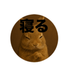 うざいウサギ【面白い系】2（個別スタンプ：2）