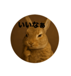 うざいウサギ【面白い系】2（個別スタンプ：6）
