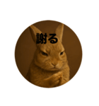 うざいウサギ【面白い系】2（個別スタンプ：7）