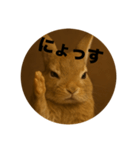 うざいウサギ【面白い系】2（個別スタンプ：9）