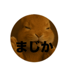 うざいウサギ【面白い系】2（個別スタンプ：16）