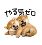 やる気ゼロ♡わんこ（個別スタンプ：1）