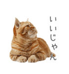 太ってるし口の悪い猫【面白い】（個別スタンプ：5）