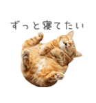 太ってるし口の悪い猫【面白い】（個別スタンプ：7）