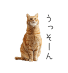 太ってるし口の悪い猫【面白い】（個別スタンプ：8）