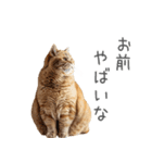太ってるし口の悪い猫【面白い】（個別スタンプ：9）