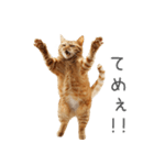太ってるし口の悪い猫【面白い】（個別スタンプ：10）