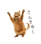 太ってるし口の悪い猫【面白い】（個別スタンプ：13）