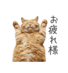 太ってるし口の悪い猫【面白い】（個別スタンプ：15）