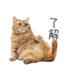 太ってるし口の悪い猫【面白い】（個別スタンプ：16）