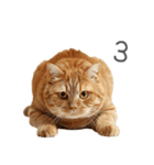 太ってるし口の悪い猫【面白い】（個別スタンプ：17）