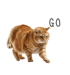 太ってるし口の悪い猫【面白い】（個別スタンプ：20）
