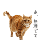 太ってるし口の悪い猫【面白い】（個別スタンプ：21）