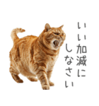 太ってるし口の悪い猫【面白い】（個別スタンプ：22）
