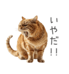 太ってるし口の悪い猫【面白い】（個別スタンプ：23）