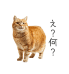 太ってるし口の悪い猫【面白い】（個別スタンプ：24）