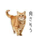 太ってるし口の悪い猫【面白い】（個別スタンプ：26）
