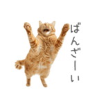 太ってるし口の悪い猫【面白い】（個別スタンプ：27）