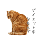 太ってるし口の悪い猫【面白い】（個別スタンプ：31）