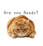 太ってるし口の悪い猫【面白い】（個別スタンプ：32）