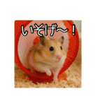 食いしんぼうなハムスター（個別スタンプ：25）