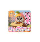 MAYUにゃん【いのちのたすき】（個別スタンプ：13）