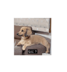 変な長い犬（個別スタンプ：2）