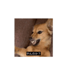 変な長い犬（個別スタンプ：6）
