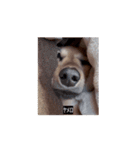 変な長い犬（個別スタンプ：7）