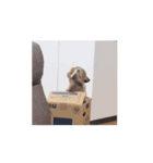 変な長い犬（個別スタンプ：8）