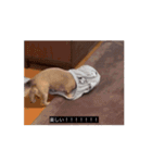 変な長い犬（個別スタンプ：9）