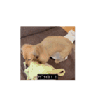 変な長い犬（個別スタンプ：10）