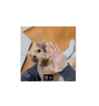 変な長い犬（個別スタンプ：11）