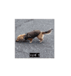 変な長い犬（個別スタンプ：13）