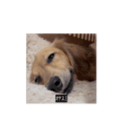 変な長い犬（個別スタンプ：15）