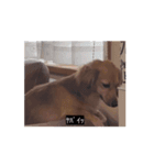 変な長い犬（個別スタンプ：16）