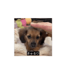 変な犬 コガキ期（個別スタンプ：4）