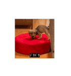 変な犬 コガキ期（個別スタンプ：6）