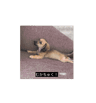 変な犬 コガキ期（個別スタンプ：8）