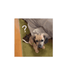 変な犬 コガキ期（個別スタンプ：9）
