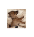 変な犬 コガキ期（個別スタンプ：10）