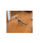 変な犬 コガキ期（個別スタンプ：12）