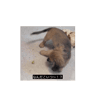 変な犬 コガキ期（個別スタンプ：14）