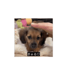 変な長い犬 コガキ期（個別スタンプ：3）