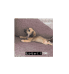 変な長い犬 コガキ期（個別スタンプ：7）