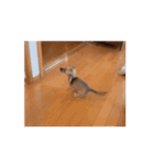 変な長い犬 コガキ期（個別スタンプ：9）